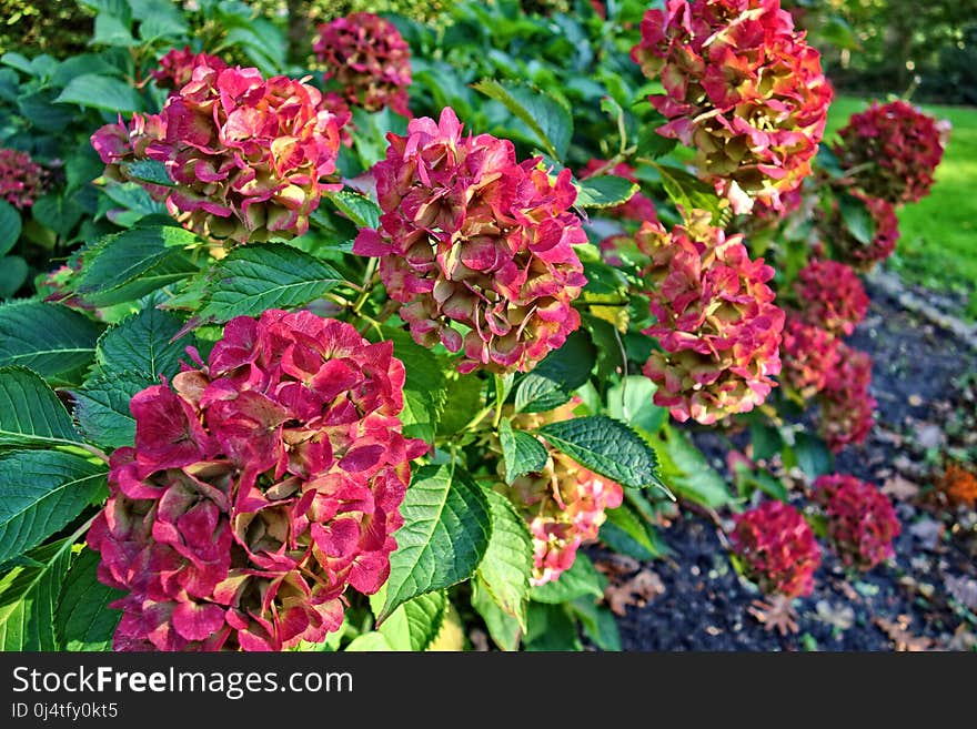 Plant, Flower, Flowering Plant, Hydrangea