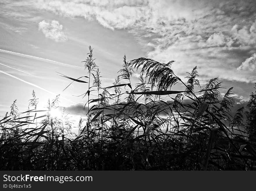 Sky, Black And White, Cloud, Monochrome Photography