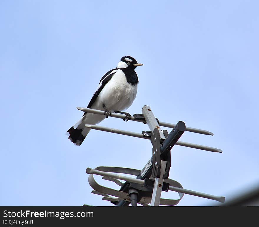 Bird, Fauna, Beak, Sky