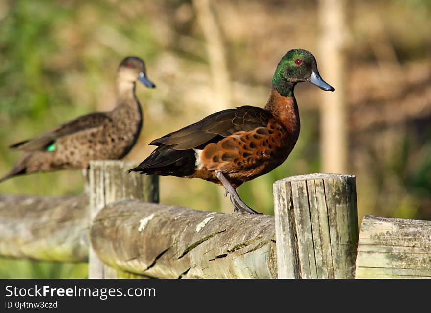 Bird, Duck, Fauna, Ducks Geese And Swans