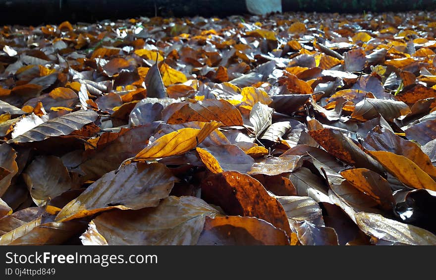 Leaf, Water, Autumn, Deciduous