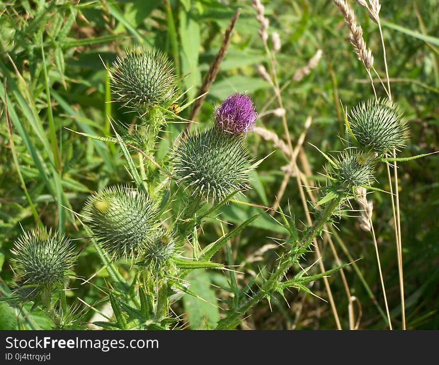 Plant, Thistle, Flora, Silybum