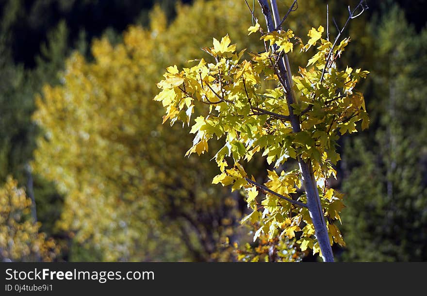 Yellow, Flora, Tree, Plant