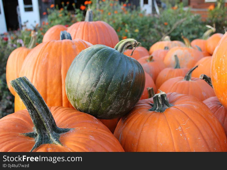 Pumpkin, Vegetable, Winter Squash, Calabaza