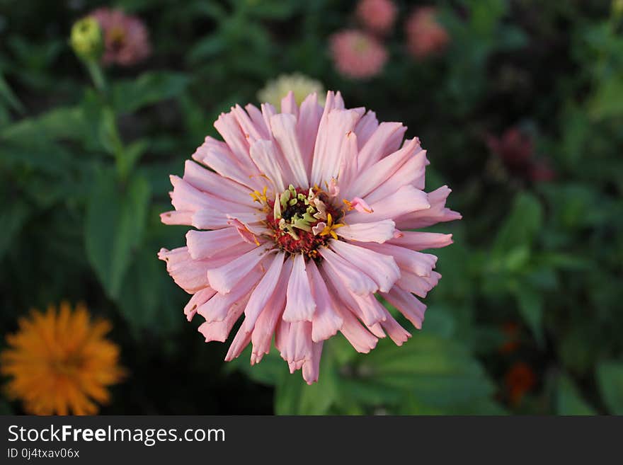 Flower, Flora, Plant, Nectar