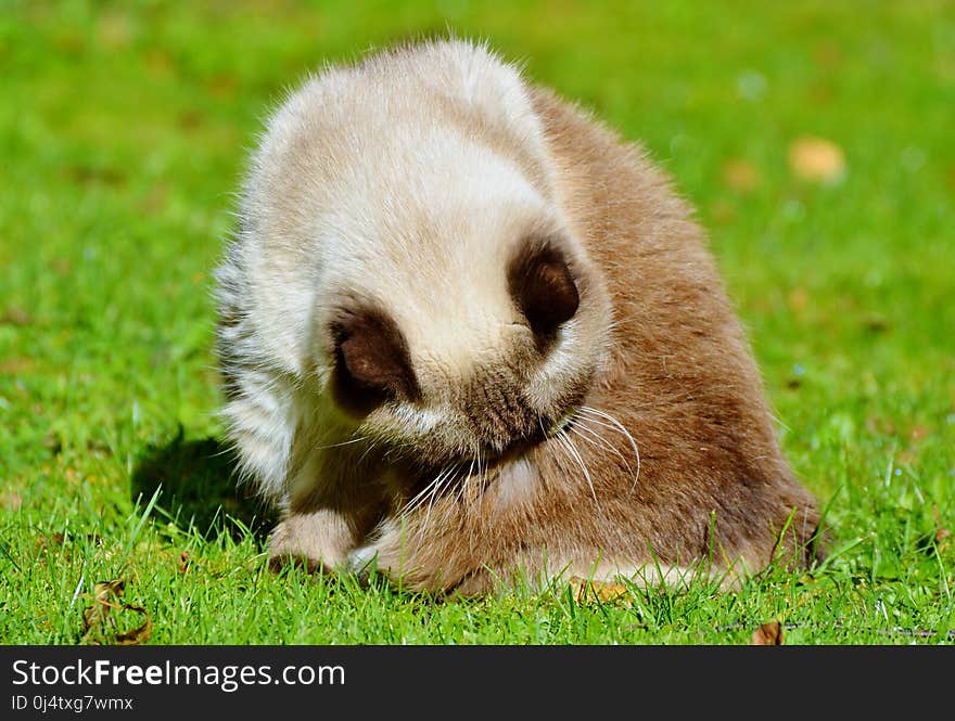 Fauna, Grass, Wildlife, Whiskers