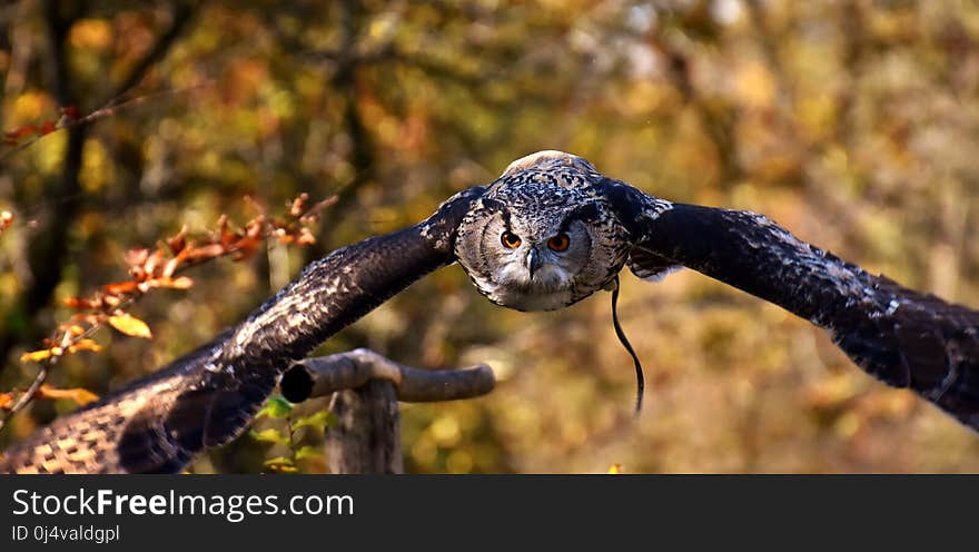 Bird, Beak, Branch, Tree