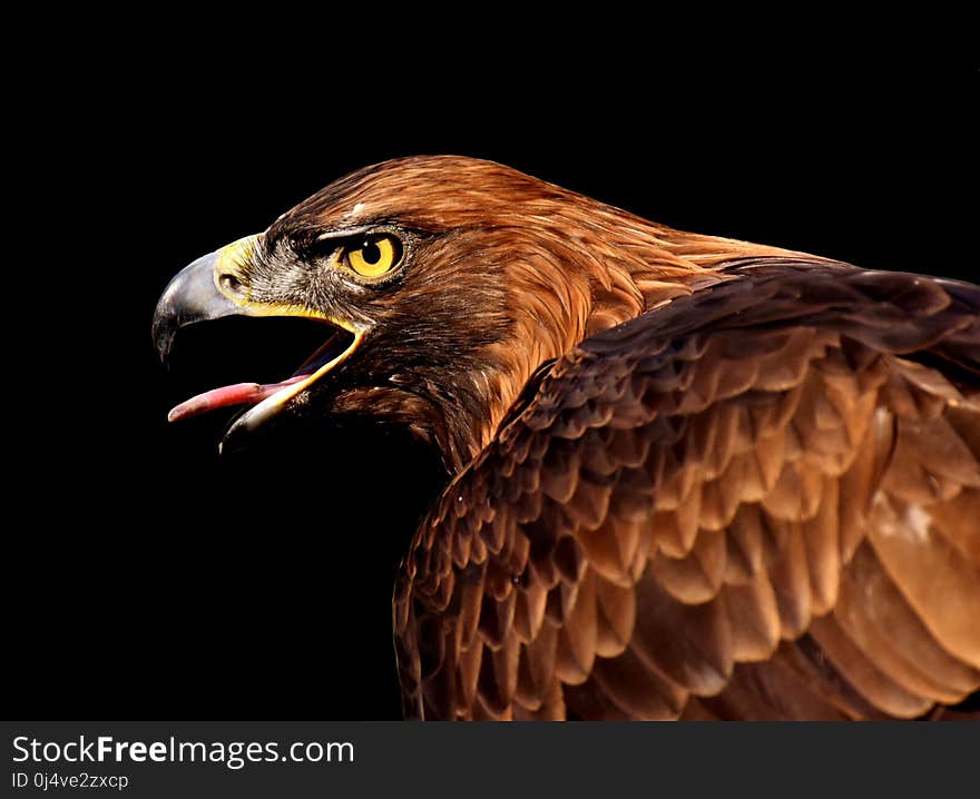 Beak, Eagle, Bird Of Prey, Bird