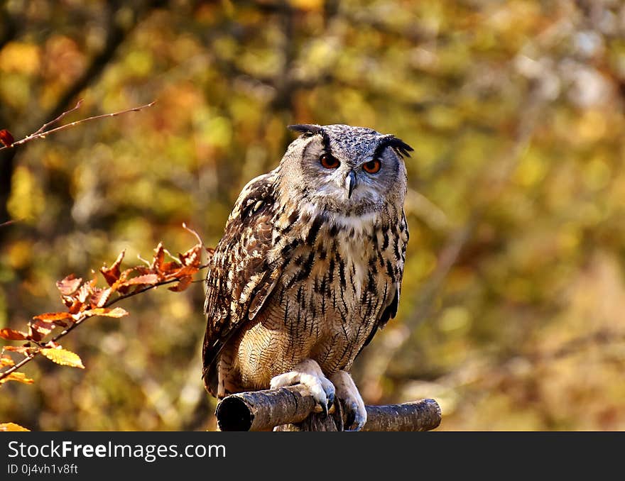 Owl, Bird, Bird Of Prey, Fauna