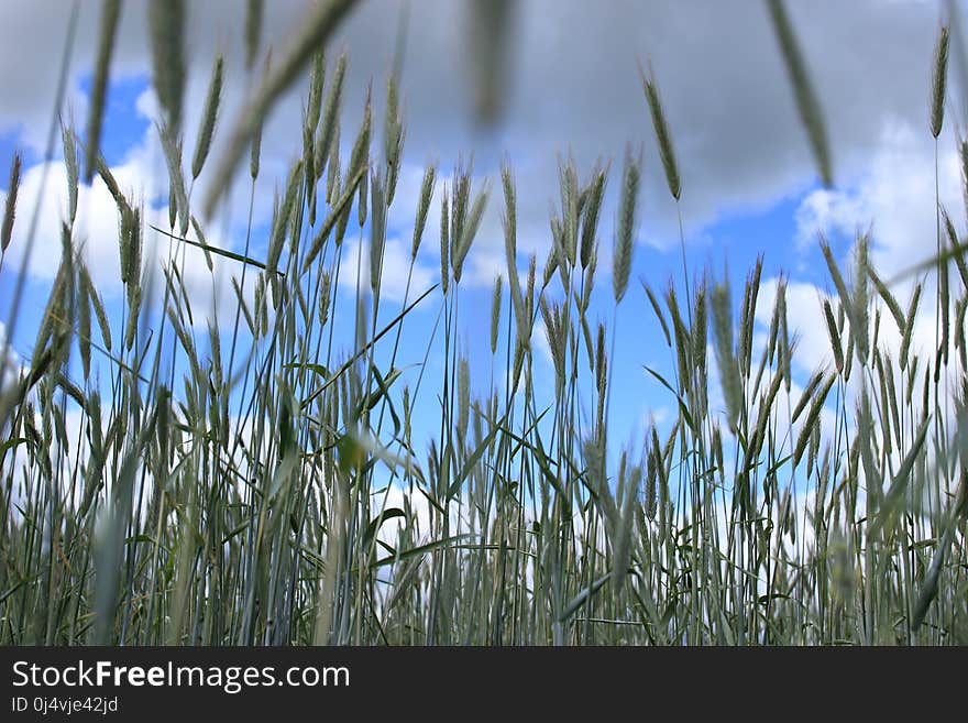 Grass, Grass Family, Sky, Phragmites