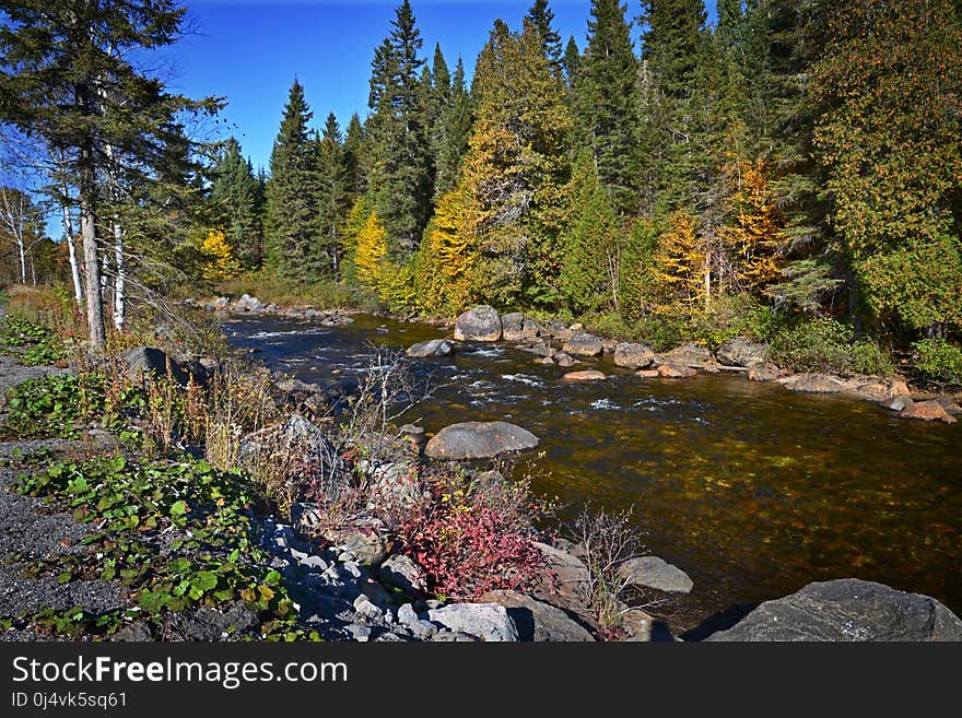 Nature, Water, Wilderness, Reflection