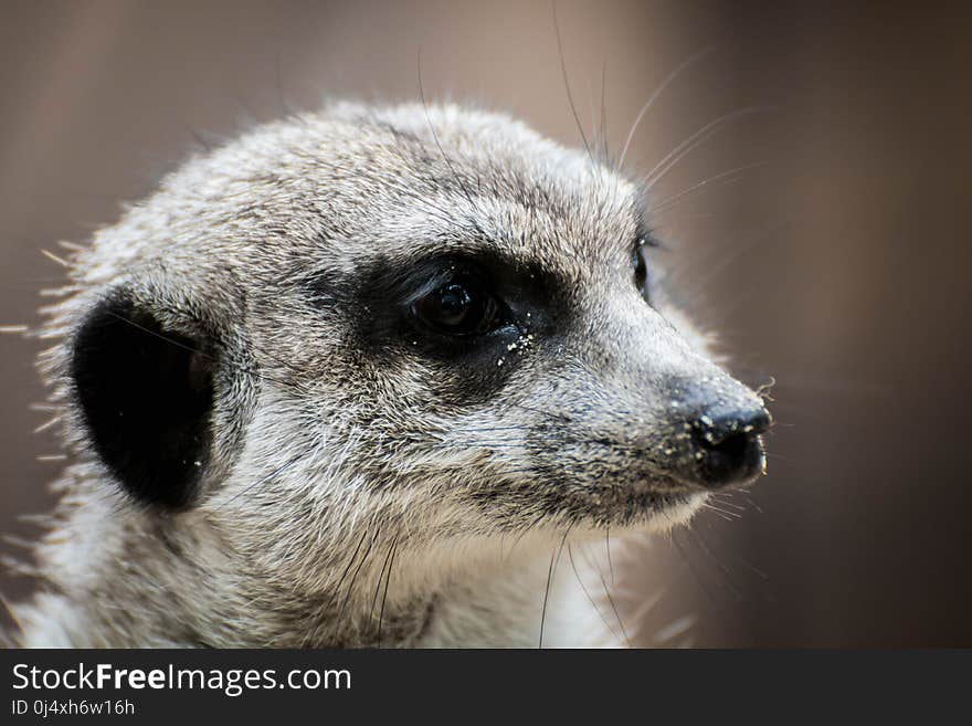 Meerkat, Mammal, Fauna, Whiskers