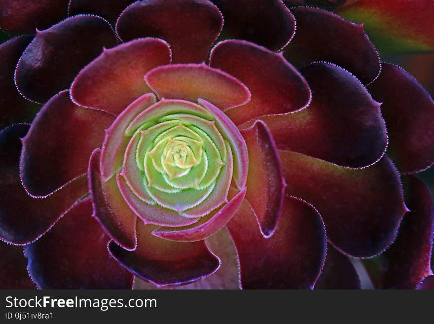 Close up detail of reddish-purple and green succulent plant leaves. Close up detail of reddish-purple and green succulent plant leaves