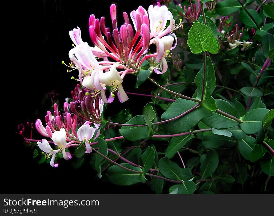 Plant, Flower, Flora, Honeysuckle