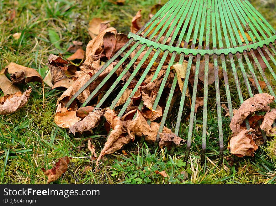 Fungus, Medicinal Mushroom, Edible Mushroom, Grass