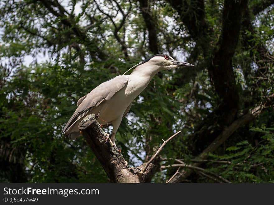 Bird, Ecosystem, Fauna, Beak