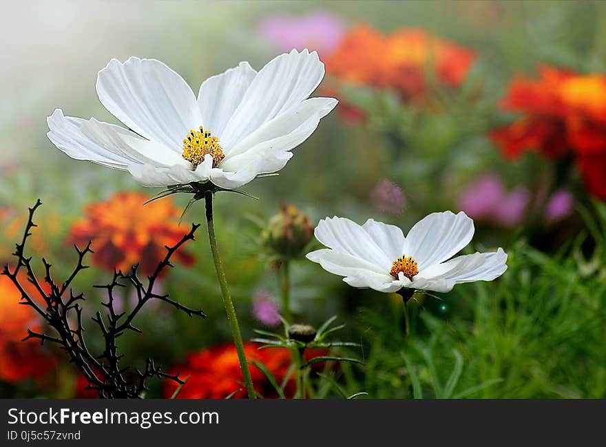 Flower, Plant, Garden Cosmos, Flora