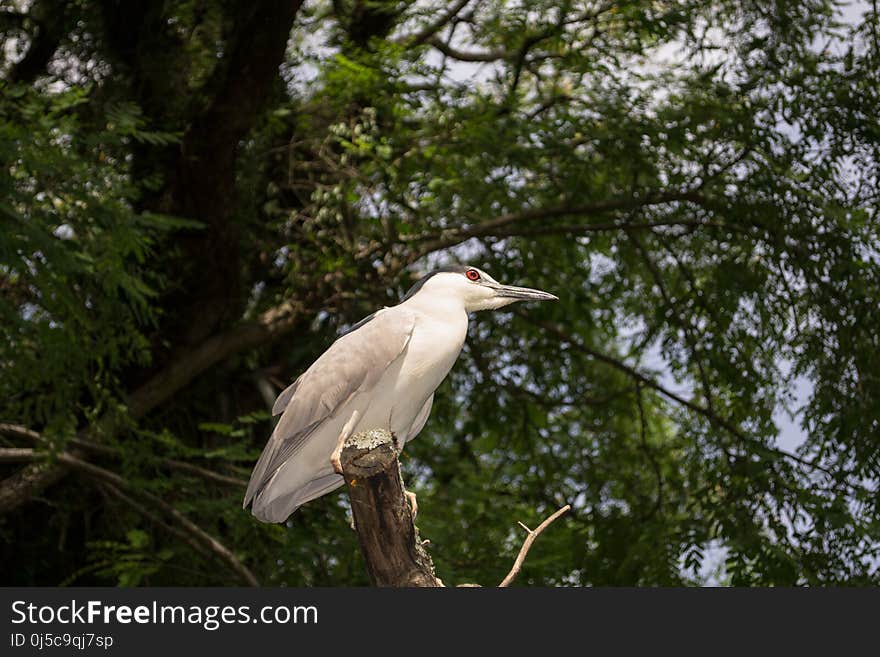 Bird, Ecosystem, Fauna, Beak