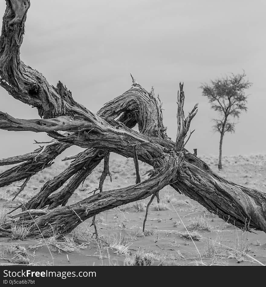 Tree, Black And White, Monochrome Photography, Driftwood