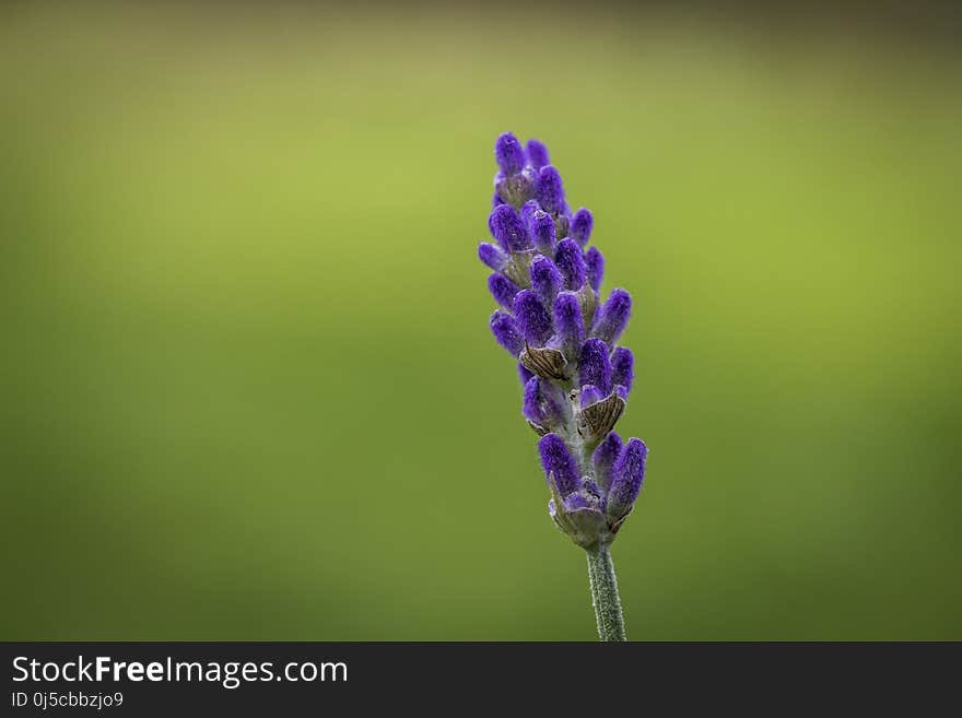 Flower, English Lavender, Lavender, Plant