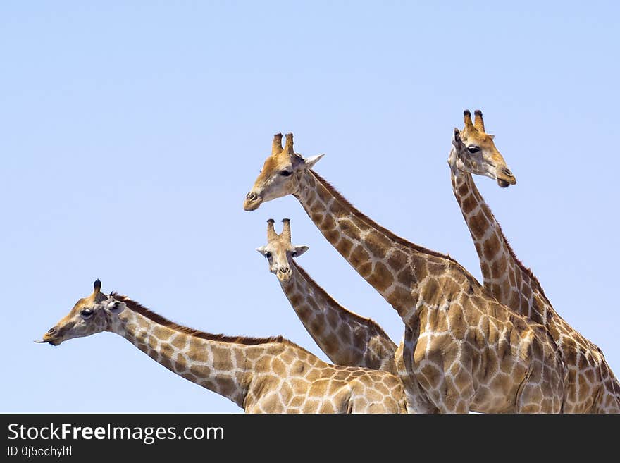 Giraffe, Terrestrial Animal, Giraffidae, Wildlife