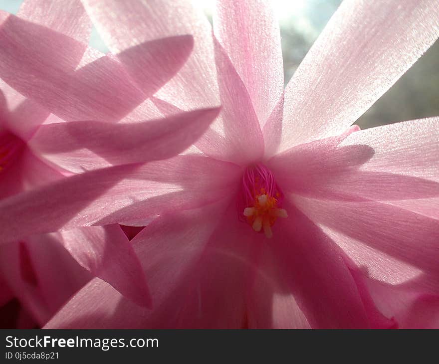 Flower, Pink, Flora, Petal