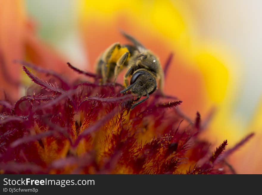 Honey Bee, Insect, Bee, Macro Photography