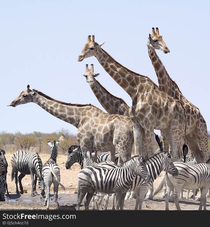 Giraffe, Terrestrial Animal, Wildlife, Herd