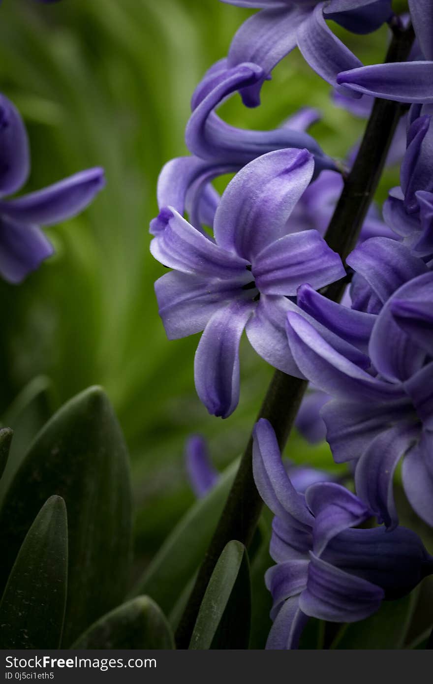 Flower, Plant, Hyacinth, Flora