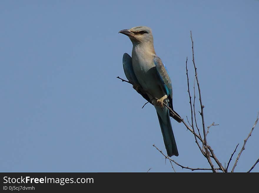 Bird, Fauna, Beak, Sky