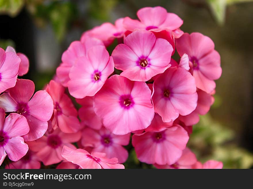 Flower, Pink, Flora, Plant