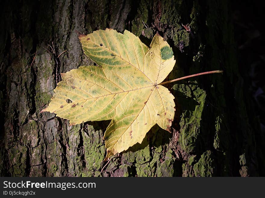 Leaf, Plant, Autumn, Maple Leaf