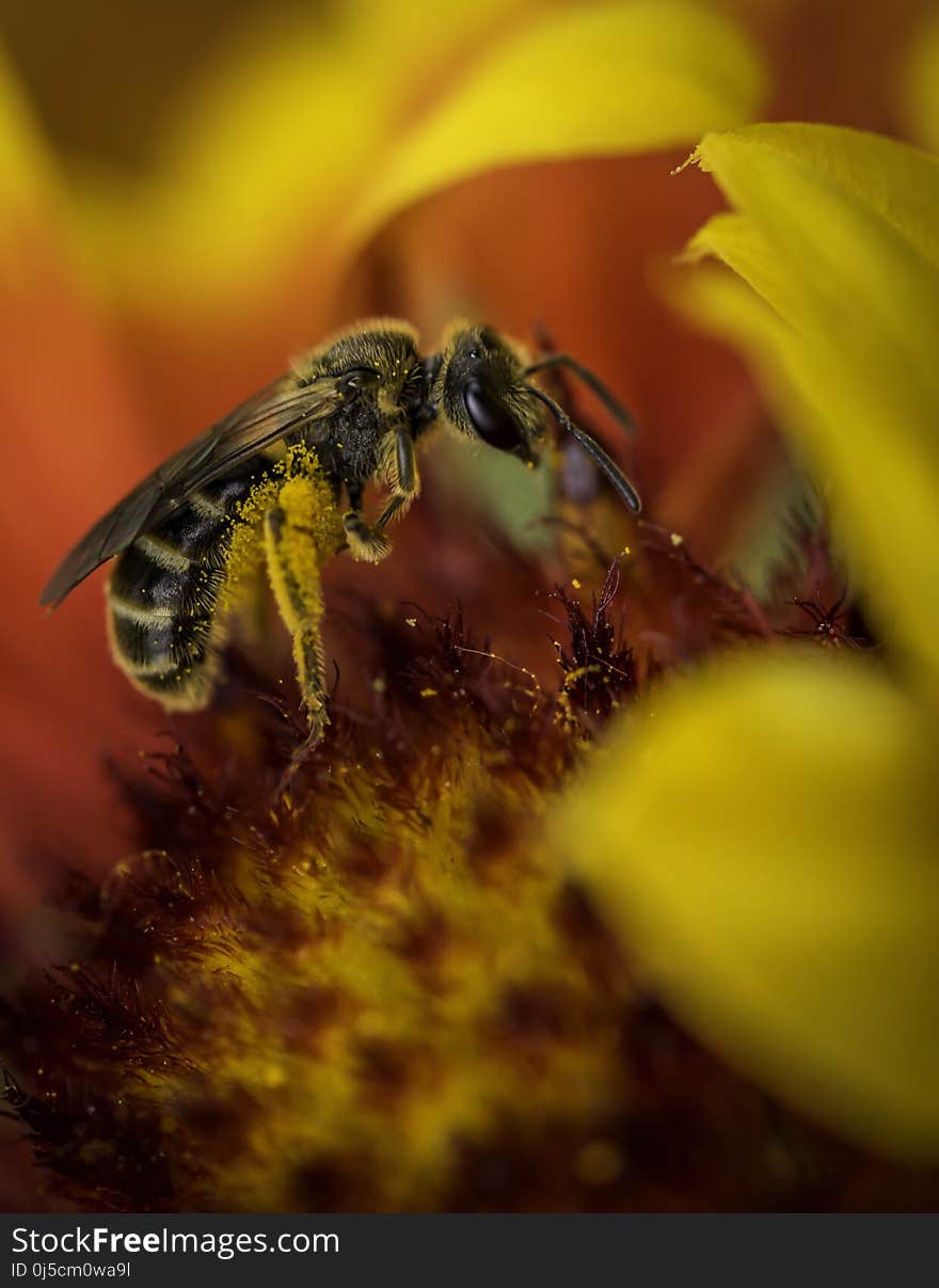 Honey Bee, Bee, Insect, Macro Photography