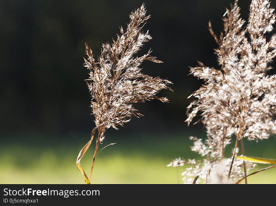 Grass Family, Grass, Plant, Phragmites