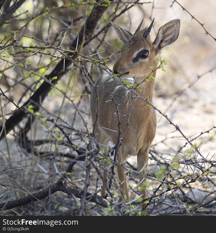 Wildlife, Fauna, Mammal, Deer