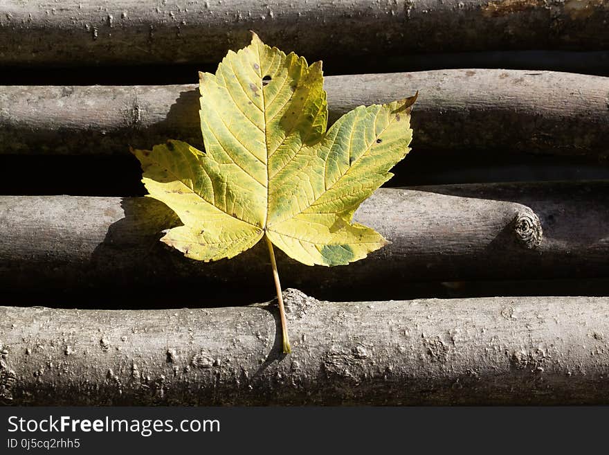 Leaf, Plant, Autumn, Tree