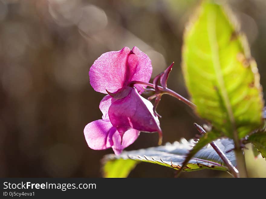 Flower, Pink, Flora, Plant