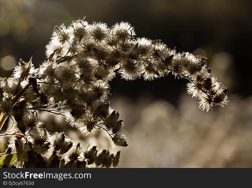 Flora, Plant, Branch, Close Up