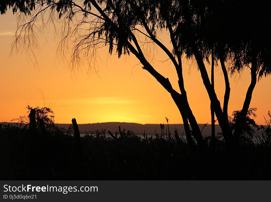 Sky, Sunset, Sunrise, Tree