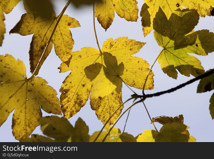 Leaf, Yellow, Autumn, Flora