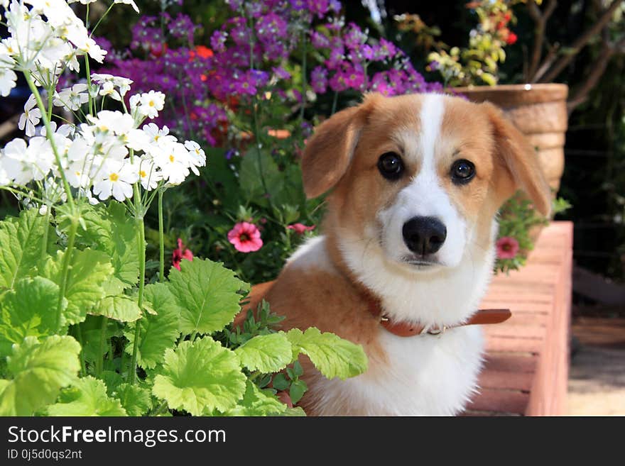 Dog Breed, Dog, Dog Like Mammal, Welsh Corgi