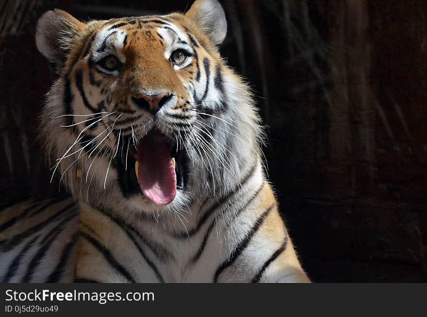 Tiger, Wildlife, Facial Expression, Mammal