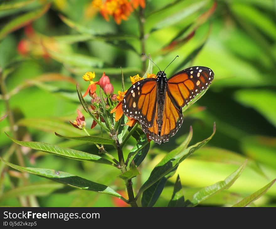 Butterfly, Insect, Monarch Butterfly, Moths And Butterflies