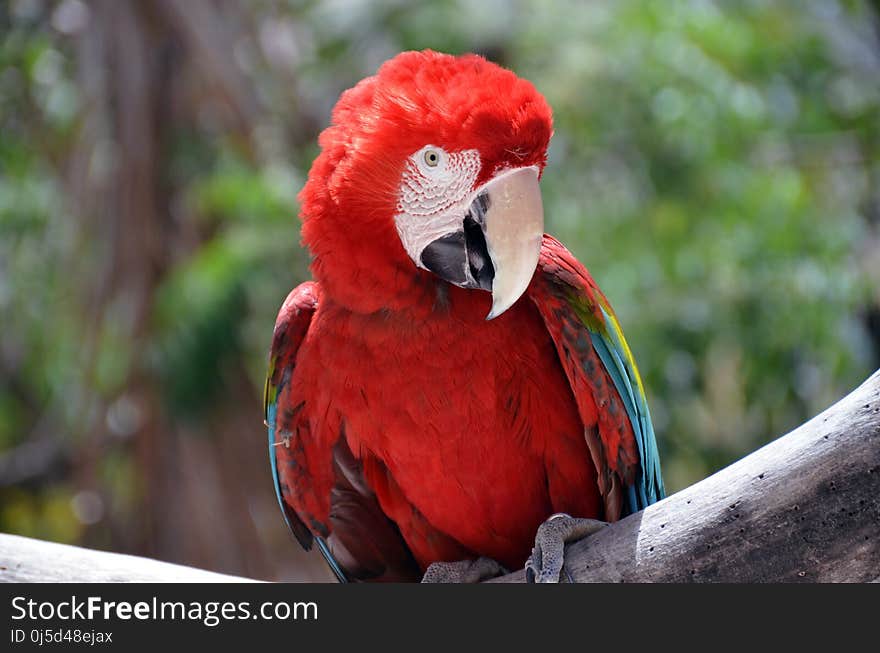 Bird, Macaw, Beak, Parrot