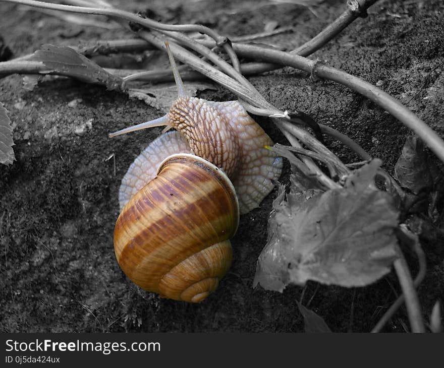 Conchology, Snail, Cockle, Snails And Slugs