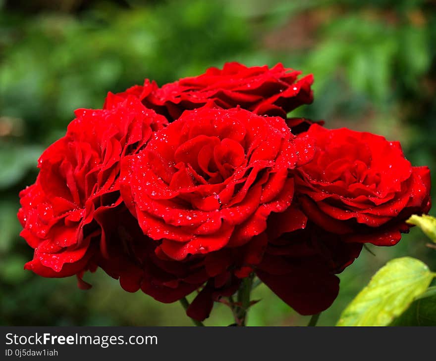 Flower, Rose, Rose Family, Red