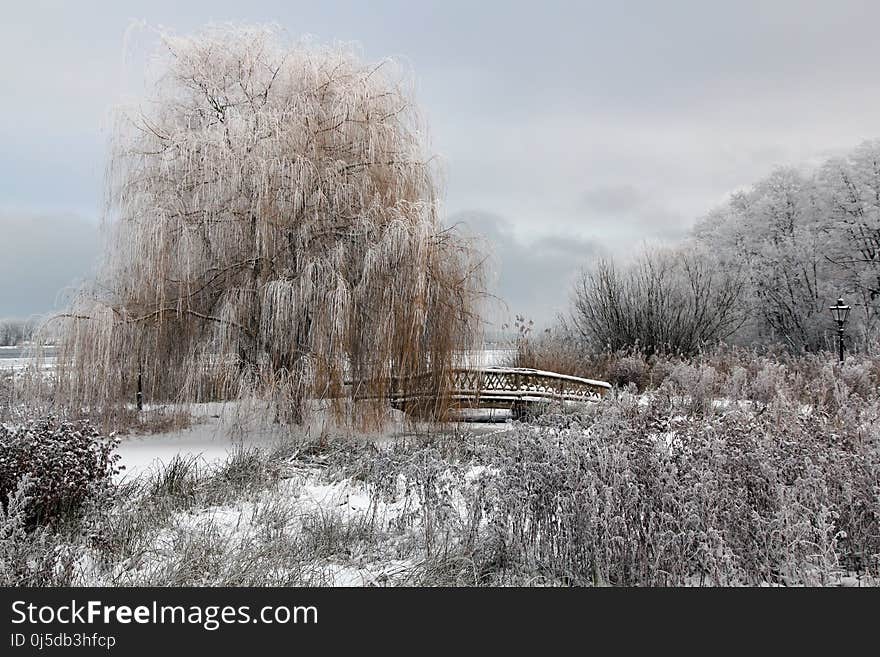 Winter, Frost, Snow, Freezing