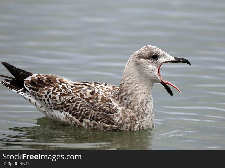 Bird, Seabird, Gull, Beak