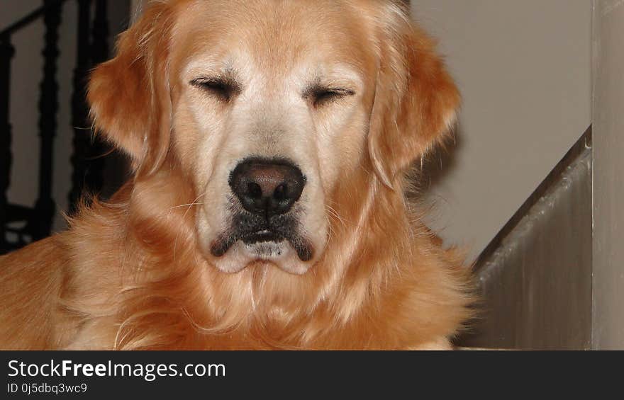 Dog, Golden Retriever, Dog Like Mammal, Dog Breed