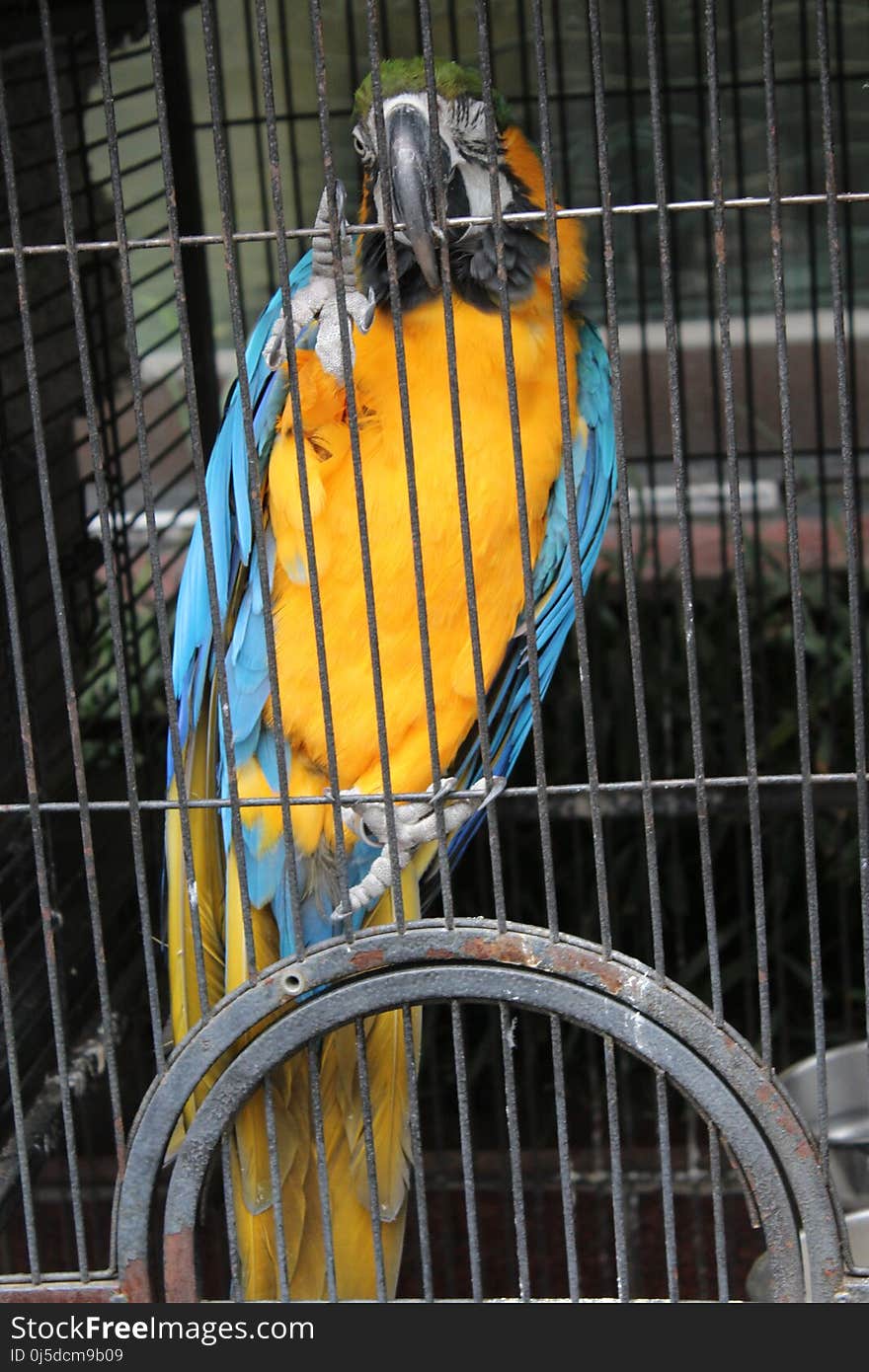 Bird, Macaw, Yellow, Parrot